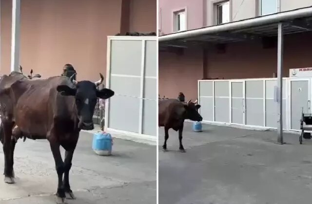 Çiftlikten kaçan inek hastanenin acil servisine girdi