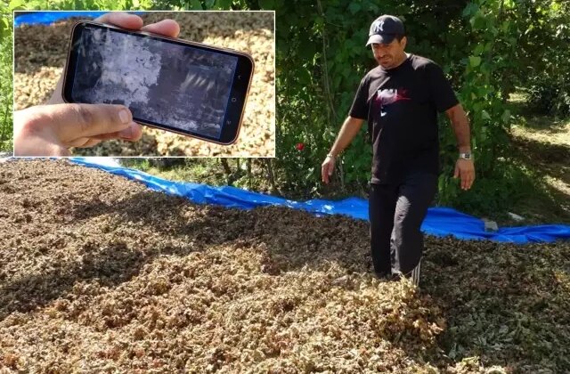 Fındığının çalındığını sandı, kameraları izleyince şoke oldu