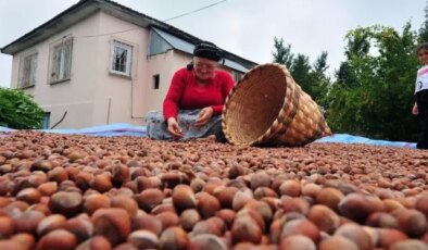 Fındık alım fiyatı belli oldu