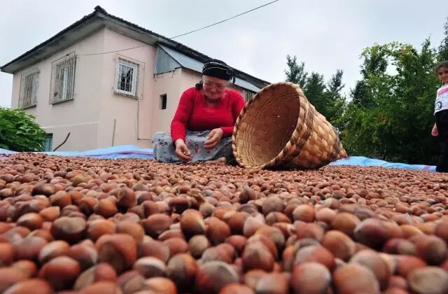 Fındık alım fiyatı belli oldu
