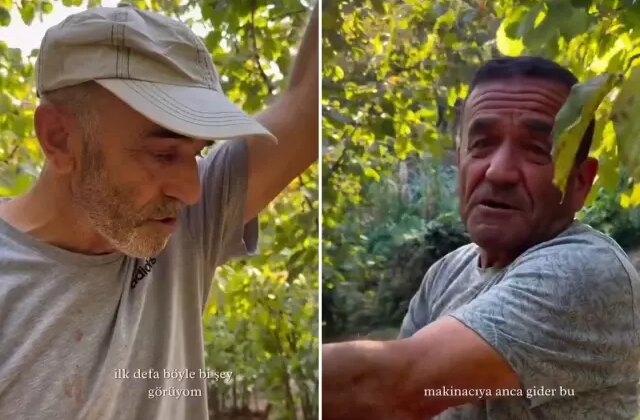 Fındık hasadı için bahçeye ine çiftçiler şoke oldu: İlk defa böyle bir şey görüyorum