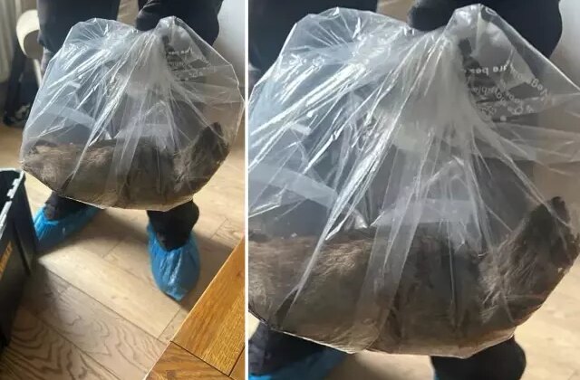 Görenler inanamıyor! Evin içerisinde yakalandı, tam 55 santimetre uzunluğunda