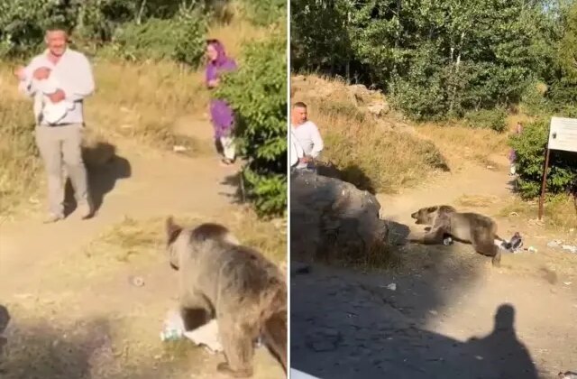 Görüntü Türkiye’den! Ayı, elinde bebeğiyle ayı saldırısına uğradı