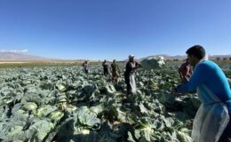 Günlük 4 bin TL’ye işçi bulunamıyor! Tarlada kriz büyüyor