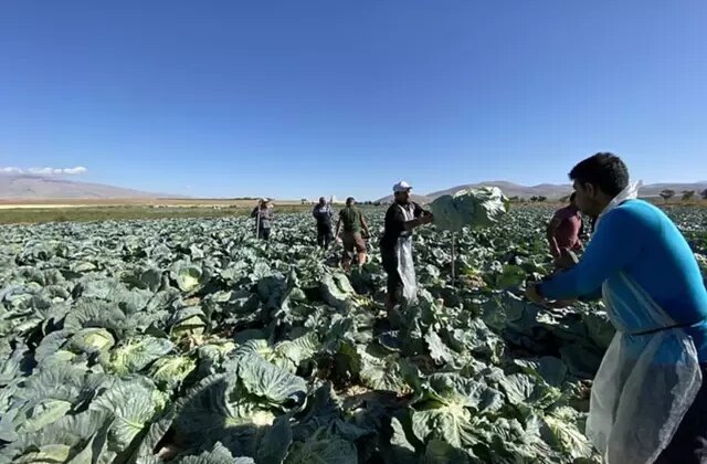 Günlük 4 bin TL’ye işçi bulunamıyor! Tarlada kriz büyüyor