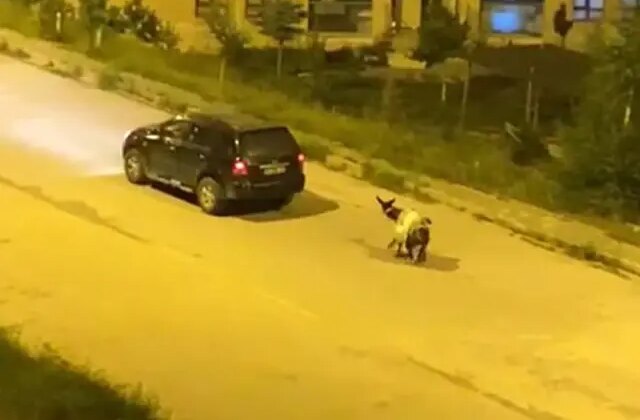 Kars’ta eşeği arabaya bağlayıp, zorla sürükleyerek götürdüler