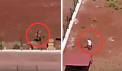 Kars’taki köpeklere şiddet görüntülerine jet soruşturma