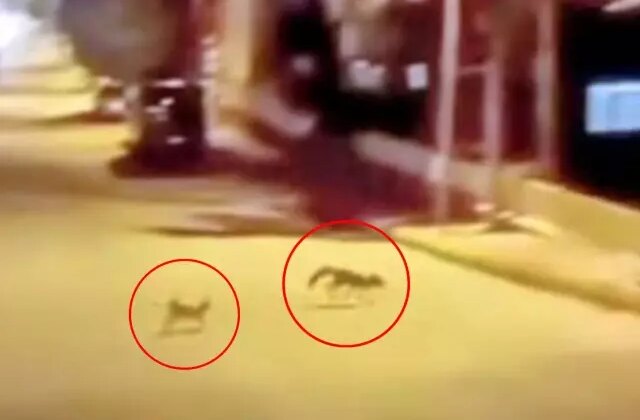 Kedi tarafından saldırıya uğrayan tilki çareyi kaçmakla buldu