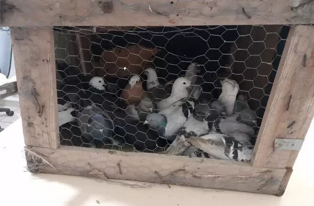 Kesinleşmiş hapis cezası bulunan hükümlü, kümeste yakalandı