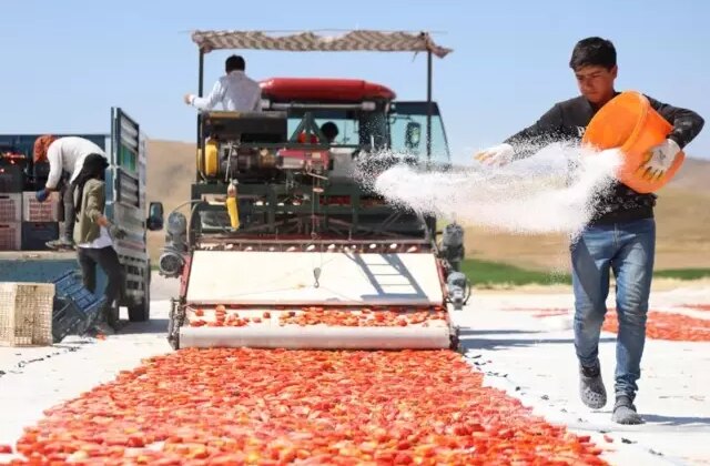 Kilosu 4 euroya satılıyor! ABD, Fransa ve İngiltere’ye gönderiliyor