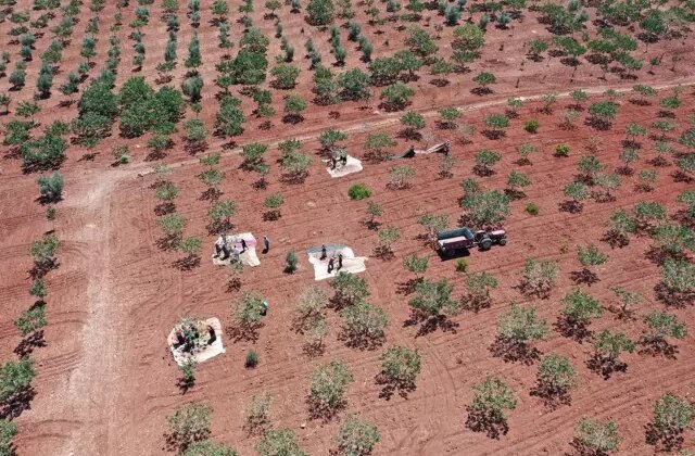 Kilosu 700 liraya çıktı, duyan tarlasına ekmek istiyor