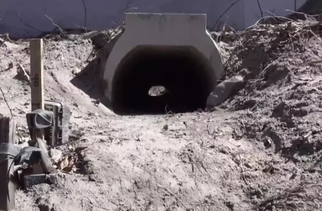 Kurbağaların rahat çiftleşmesi için özel alt geçit inşa ettiler
