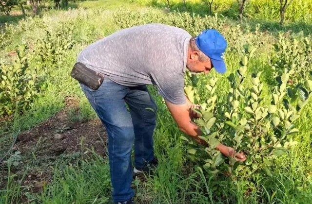 Arkadaşının tavsiyesi ile dikti, şimdi paraya para demiyor