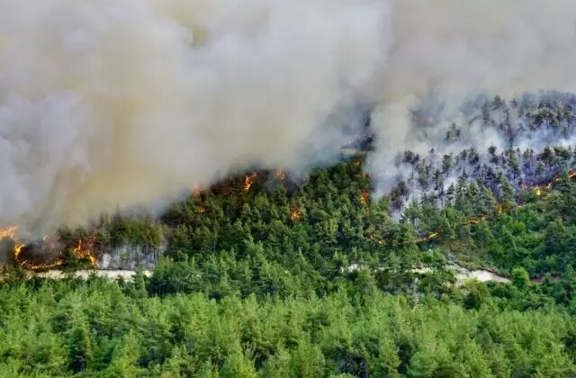 Mersin’de benzin döküp ormanı yakan 2 kişi tutuklandı