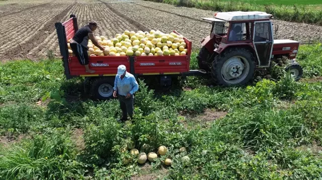 Sadece Bafra Ovası’nda yetişiyor! Süheyla Kavunu’nun kilosu 12 TL’den kapış kapış gidiyor