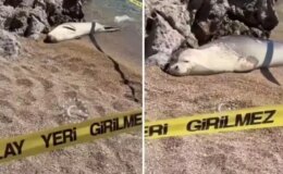 Sahil yüzmeye giden kişi, fok balığıyla karşılaştı! İşte o anlar