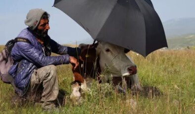 Şap hastalığının pençesinde kıvranan Ardahan’da çaresizliğin fotoğrafı