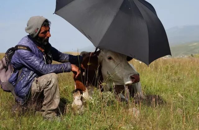 Şap hastalığının pençesinde kıvranan Ardahan’da çaresizliğin fotoğrafı