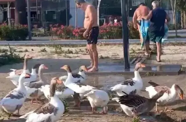 ‘Şartlı tahliye’ edilen kazlar yine sahile indi
