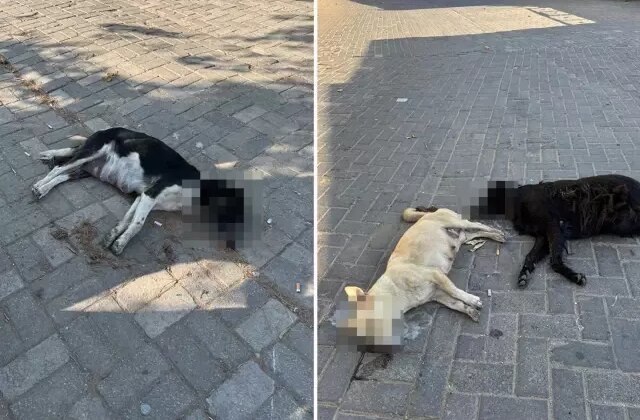 İddia vahim! Tavuk etini yiyen çok sayıda kedi ve köpek telef oldu