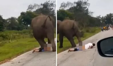 Selfie çekmek istediği filin saldırısına uğrayan turist ağır yaralandı