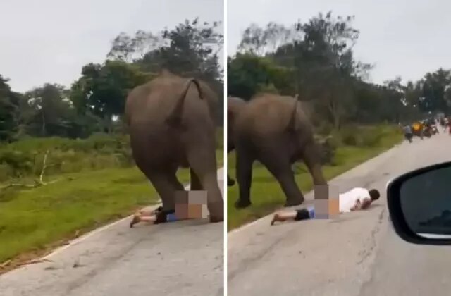 Selfie çekmek istediği filin saldırısına uğrayan turist ağır yaralandı