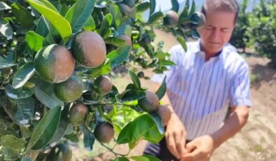 Sıcak hava narenciyeyi vurdu