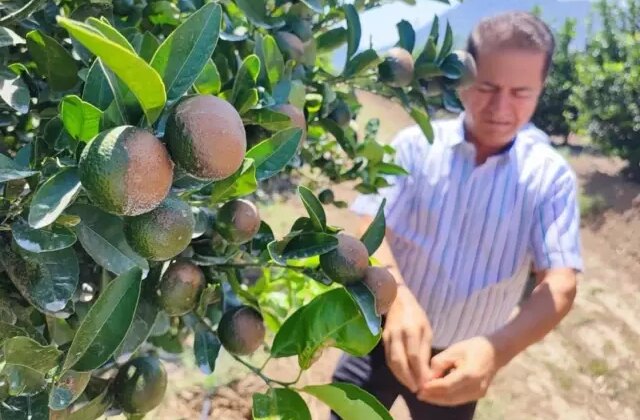 Sıcak hava narenciyeyi vurdu