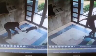 Sokak kedisini dakikalarca işkence ederek öldürdü