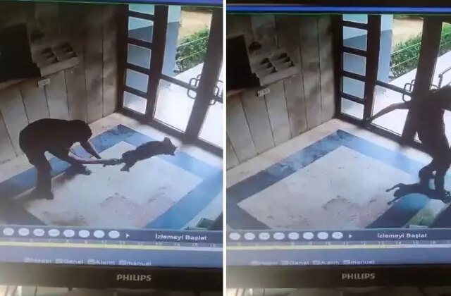 Sokak kedisini dakikalarca işkence ederek öldürdü