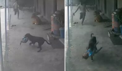 Sokak köpeğinin kaçırmaya çalıştığı çocuğun imdadına babası yetişti
