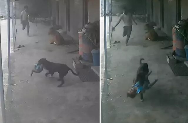 Sokak köpeğinin kaçırmaya çalıştığı çocuğun imdadına babası yetişti