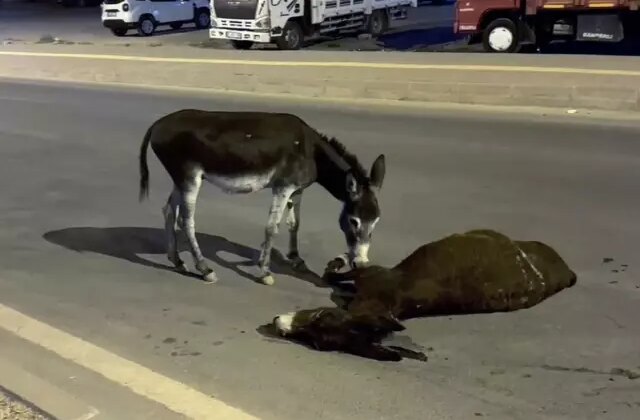 Sözün bittiği yer! Ölen annesinin başından bir an olsun ayrılmadı