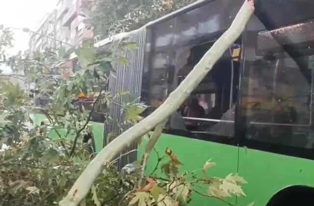 Belediye otobüsünün üzerine ağaç devrildi, faciadan dönüldü