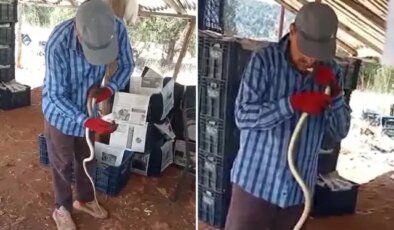Yakaladığı yılana önce elleriyle su içirdi sonra okşayıp öptü