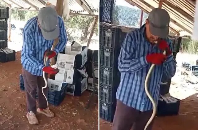 Yakaladığı yılana önce elleriyle su içirdi sonra okşayıp öptü