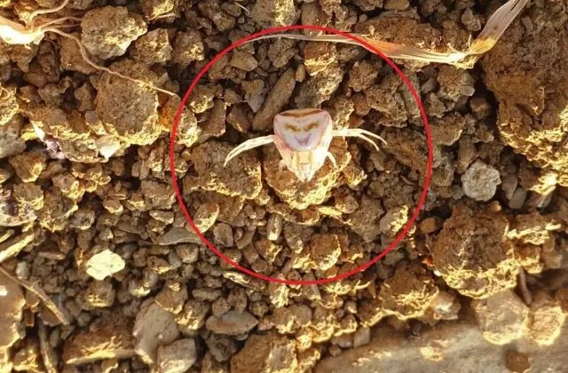 Yalova’da görülen ‘insan yüzlü örümcek’ şaşırttı