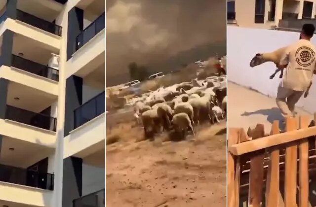 İnsanlığımızdan utandık! Yangında kaçan çoban ve koyunları siteye alınmadı