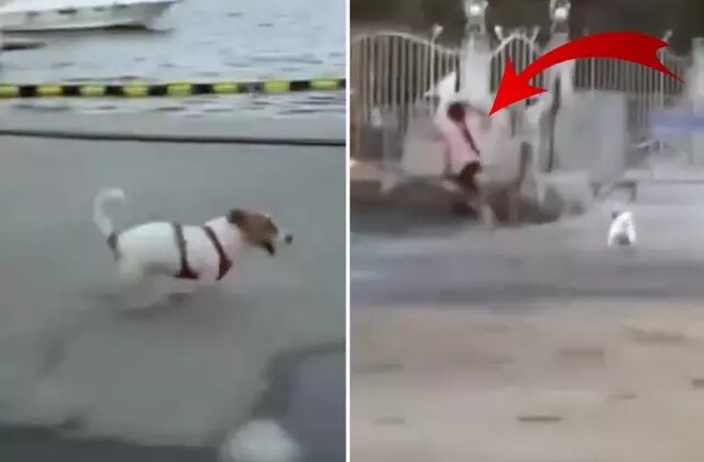 Yapımcı Erol Köse’nin kızı, köpeği serbest bırakıp çocuğun üzerine saldı