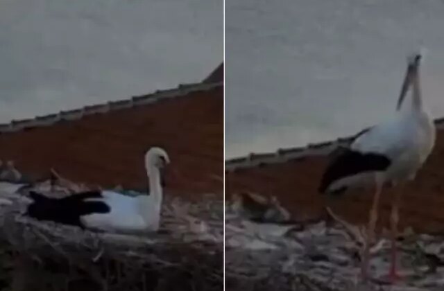 Yaren Leylek depremi önceden hissetti mi? Sıra dışı hareketleri kamerada