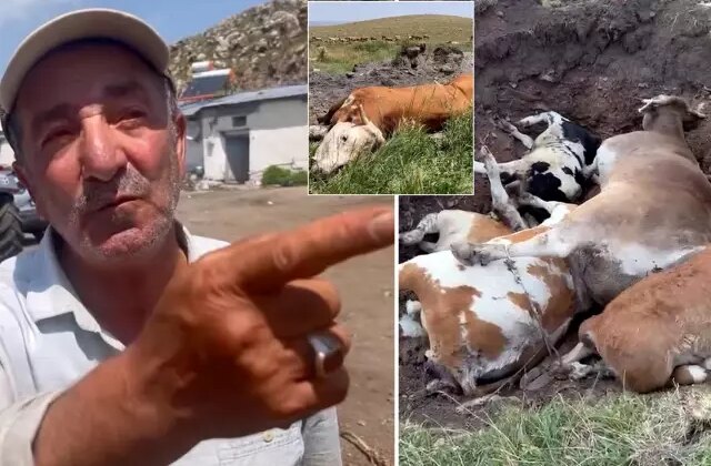 Yetkililer buna ne diyecek? Şap hastalığının vurduğu Ardahan’da vatandaştan olay sözler