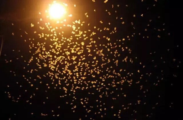 Yol beyaza büründü! Kar değil, ‘ölüm dansı’