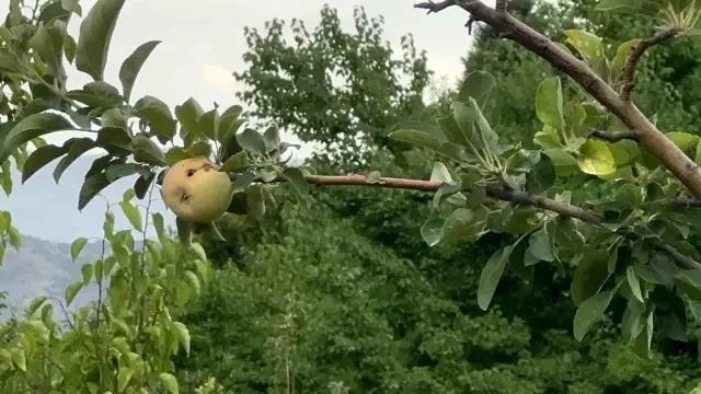 Üretici şokta! 10 dönümlük arazinin tek mahsulü bir çürük elma