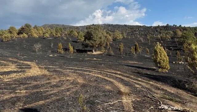 Akılalmaz iddia! Koca ormanı küle çeviren yangına, küçücük bir hayvan neden oldu