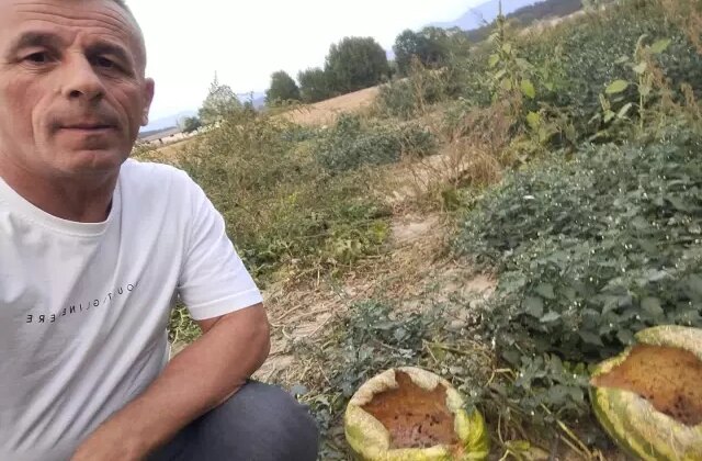 Hasada bir gün kala tarlaya giden çiftçi hayatının şokunu yaşadı! Sebebi şaşırttı