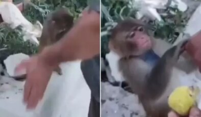 Çobanın tokat attığı maymun koruma altına alındı