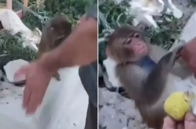 Çobanın tokat attığı maymun koruma altına alındı