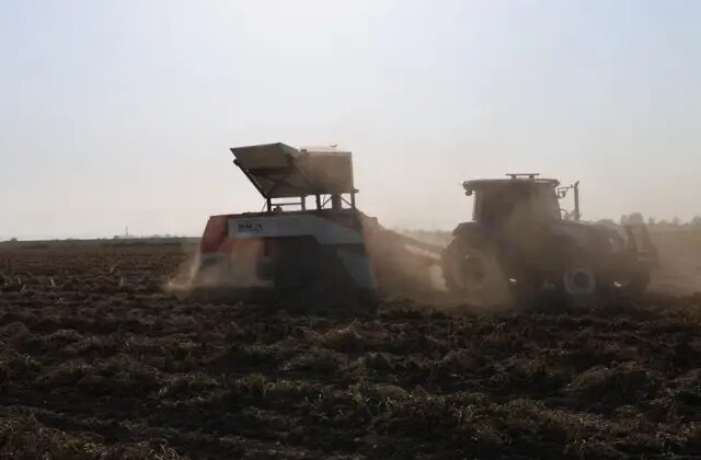 Hasat başladı, kilosu 60 liradan satılıyor