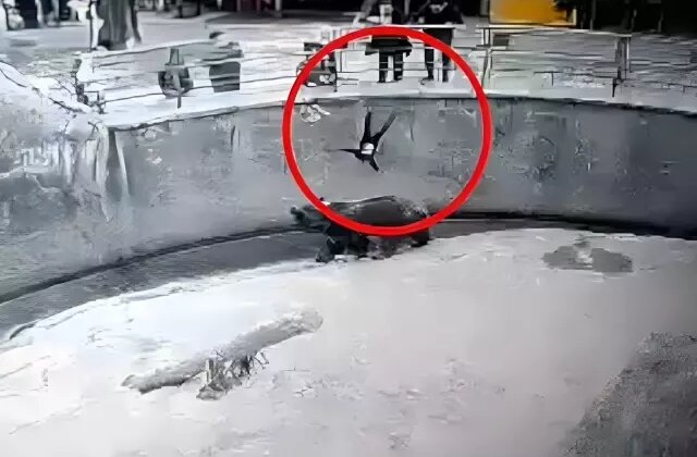 Hayvanat bahçesinde kafese attığı 7 yaşındaki kızını bıçaklayarak öldürdü