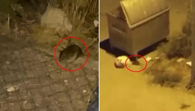 Şehri fareler bastı! Vatandaşlar diken üstünde
